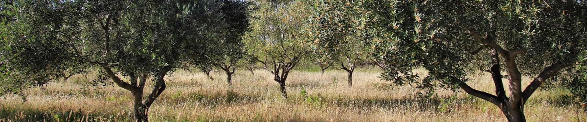 Campo di ulivi