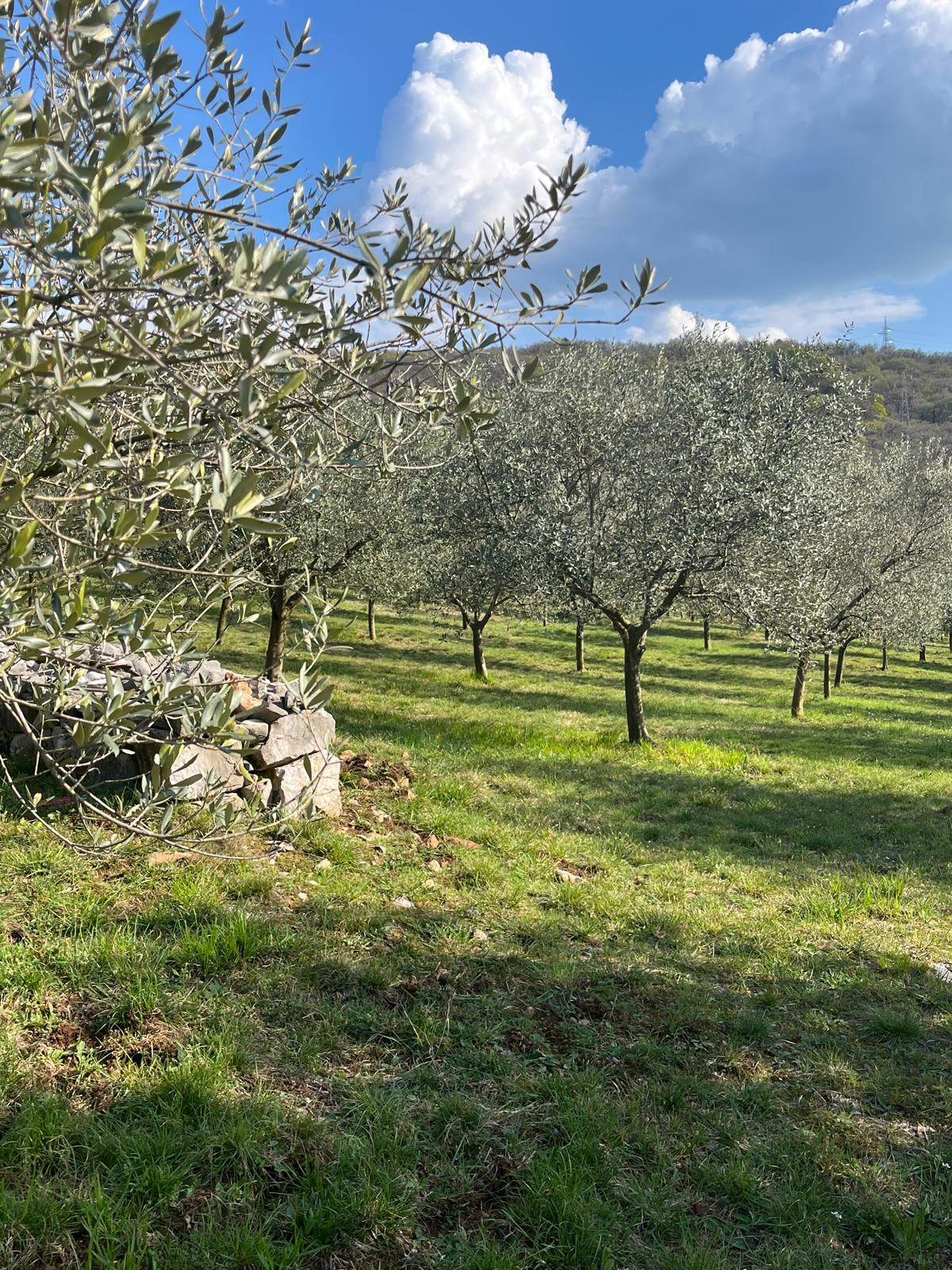Difesa in olivicoltura