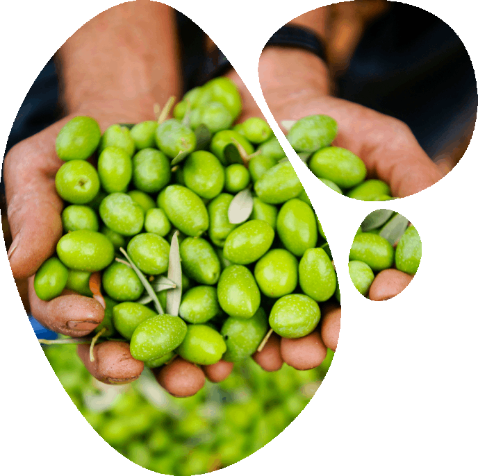 Olive