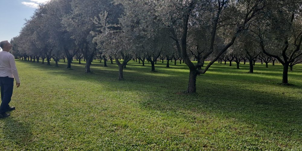 olivi fvg